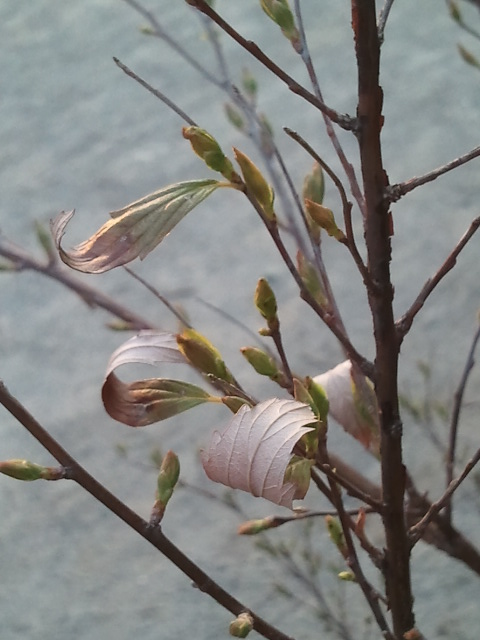 c0195134_2318979.jpg