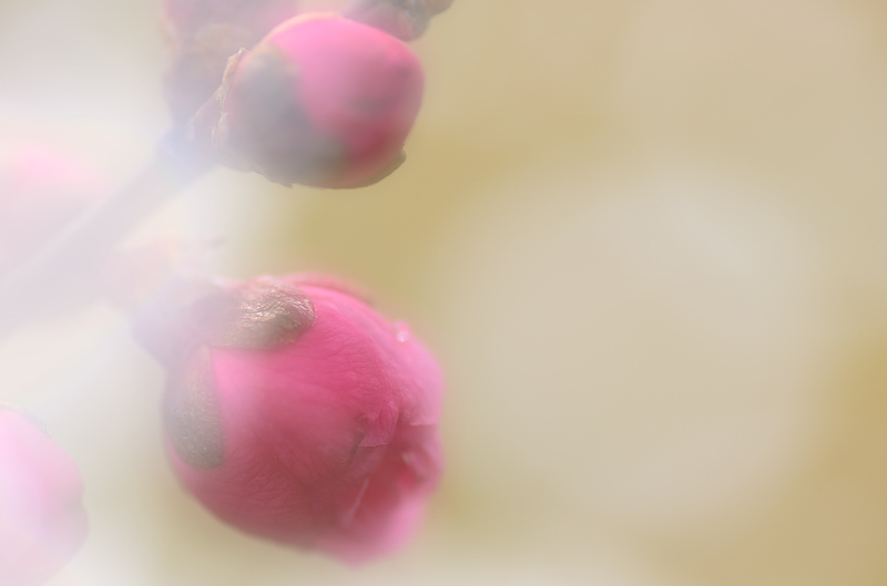 e0055138_13463891.jpg