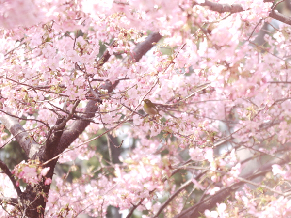 『今日の河津桜と』Piccolette(1919~) Carl Zeiss Jena Tesser 1:4.5 f=7.5cm　改造レンズ_e0296043_144104.jpg