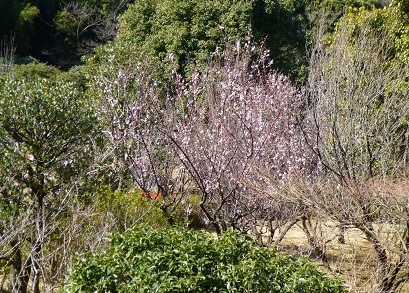 お山でお花見？！_f0107145_22242930.jpg