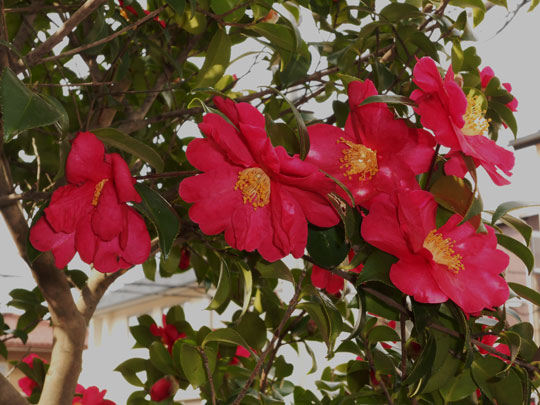 c0093046_1724960.jpg