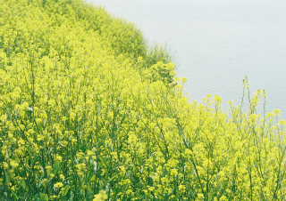 ゆれる菜の花_b0178548_083232.jpg