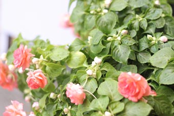 kokocinema 春の花_c0281351_15512911.jpg