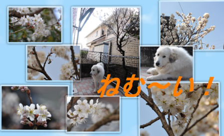 a0201257_12131475.png