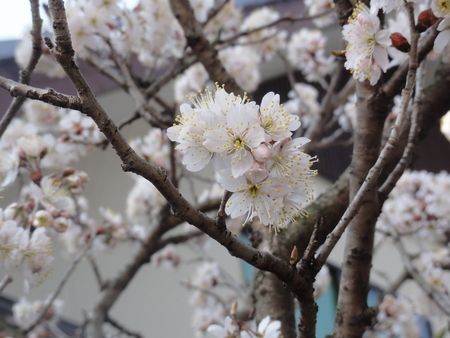 a0201257_12434031.jpg