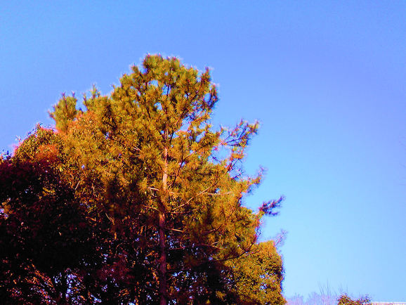 c0050857_2018112.jpg