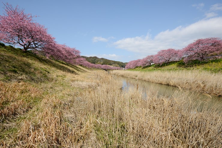 伊豆 第15回みなみの桜と菜の花まつり_f0222161_11204722.jpg