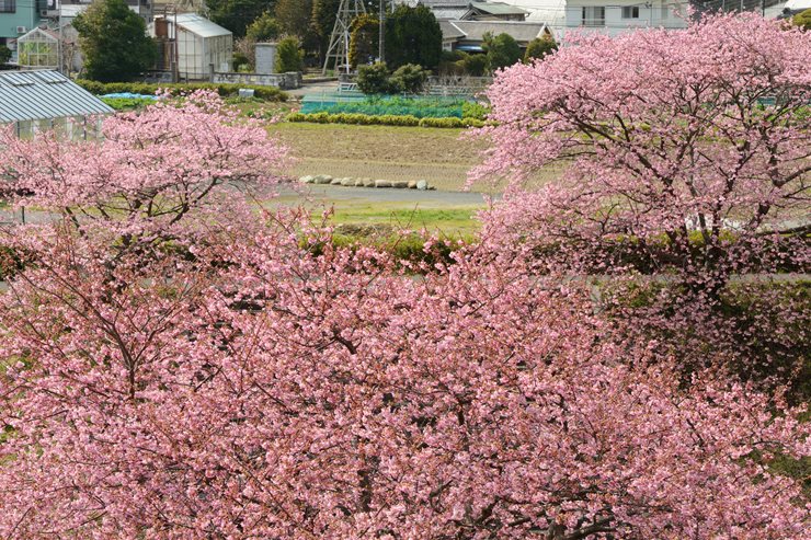 伊豆 第15回みなみの桜と菜の花まつり_f0222161_11211497.jpg