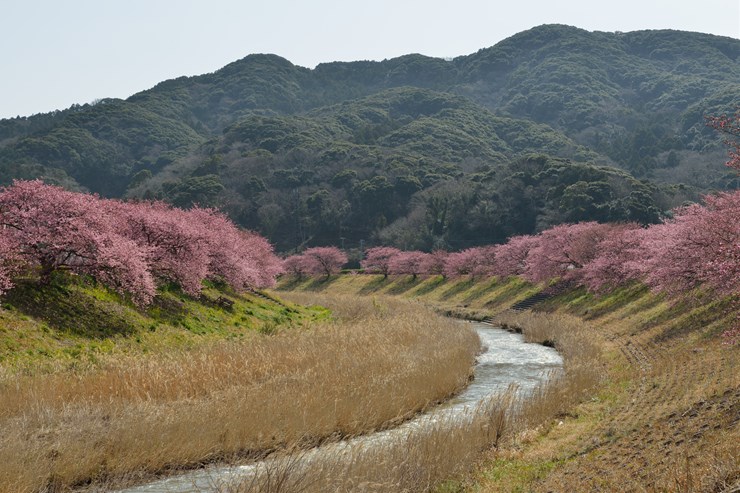 伊豆 第15回みなみの桜と菜の花まつり_f0222161_1121199.jpg
