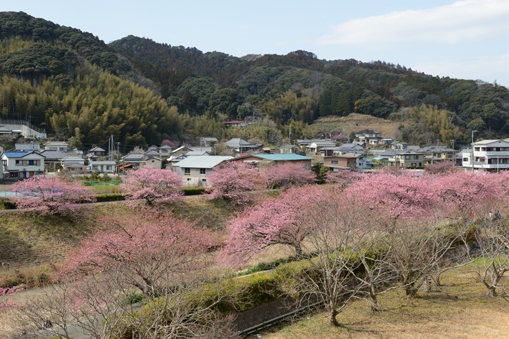 伊豆 第15回みなみの桜と菜の花まつり_f0222161_1121567.jpg