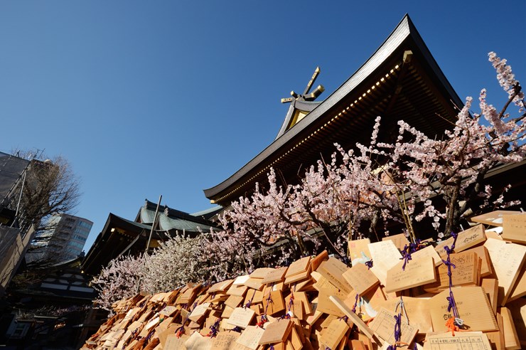 湯島天神 梅まつり_f0222161_1332755.jpg