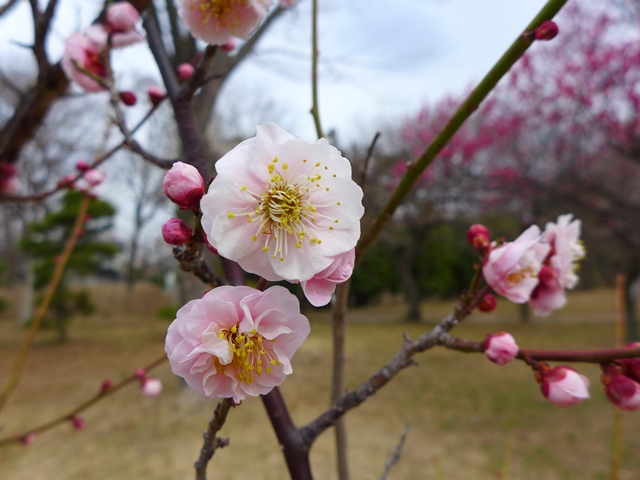 2013　梅林　＠　大宮第二公園_c0134862_1316074.jpg