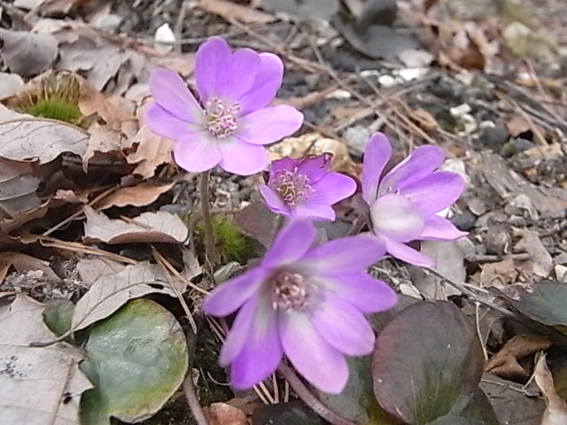 a0146070_65655.jpg