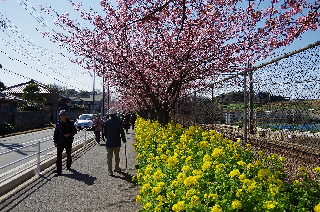 河津桜_d0031171_99366.jpg