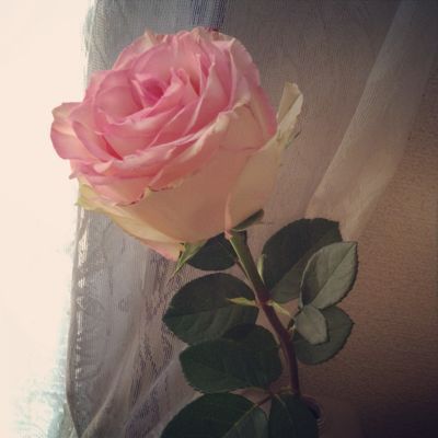 十人十色の花鳥風月モノガタリ_a0043772_7202557.jpg