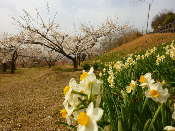 ＊＊神崎梅園＊＊_c0216472_16114465.jpg