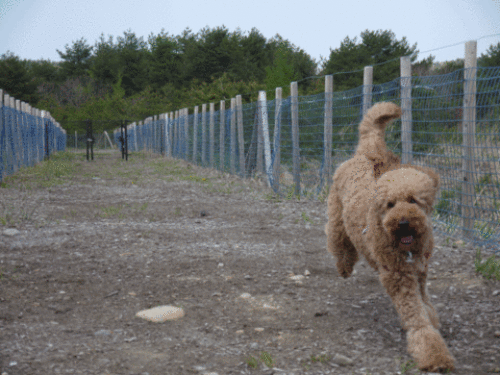 c0283778_1711452.gif