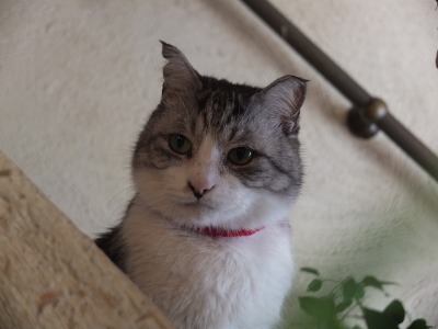春ってことで_a0180681_1681771.jpg