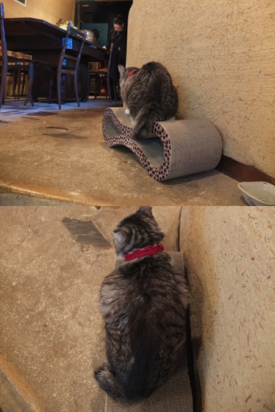 春ってことで_a0180681_1857575.jpg