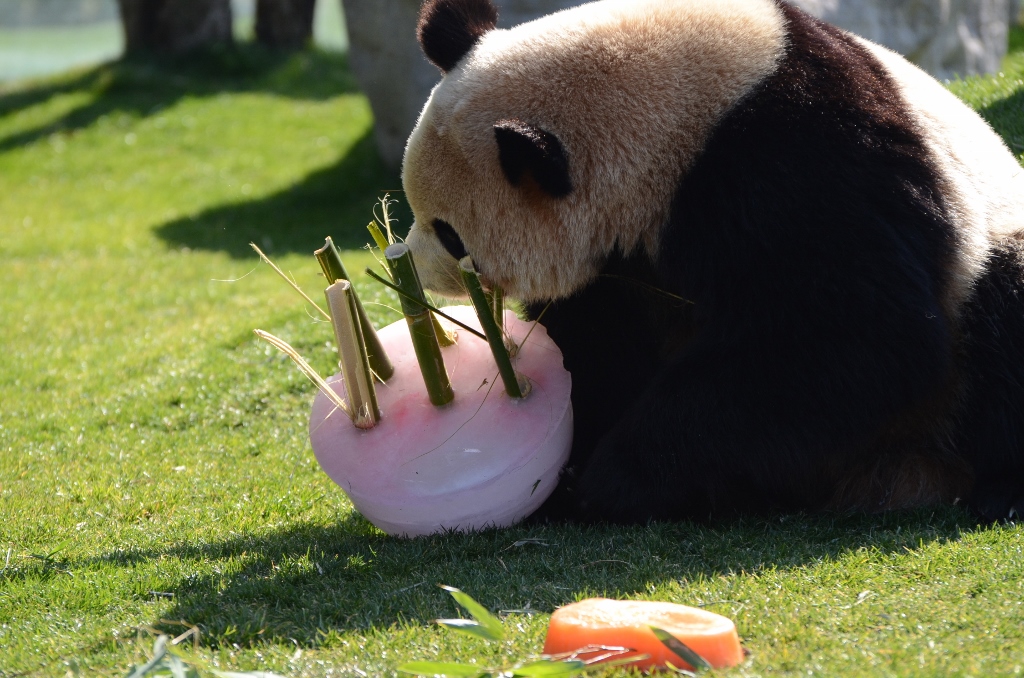 ２０１３年２月白浜パンダ見隊その１８　海ちゃんケーキを櫓の上へ_a0052986_0131254.jpg