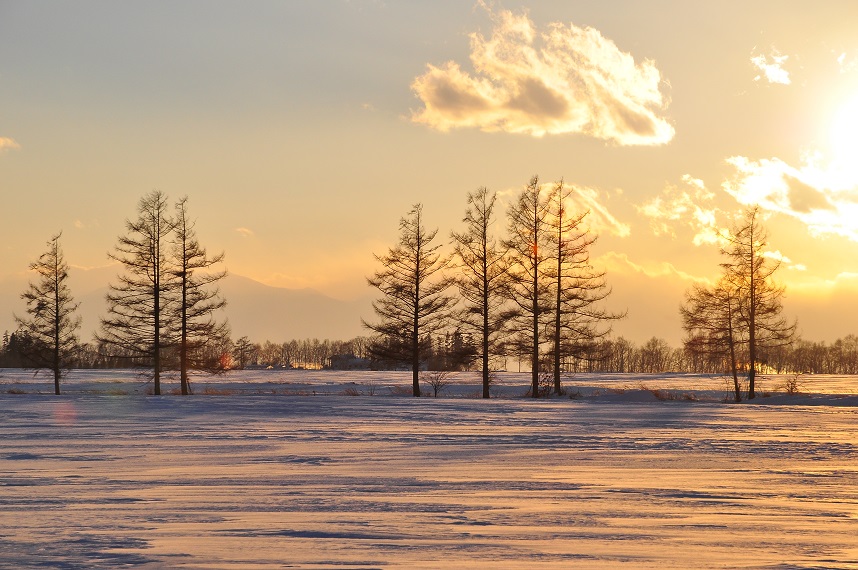 黄金色の雪原_f0232191_20593117.jpg