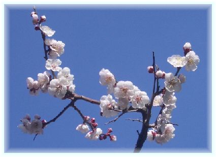 再び　我が家　と　砧公園の梅　　　　　　　　　　　　　　３/５撮影_f0069696_1547349.jpg