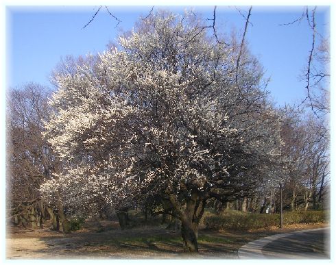 再び　我が家　と　砧公園の梅　　　　　　　　　　　　　　３/５撮影_f0069696_15531275.jpg