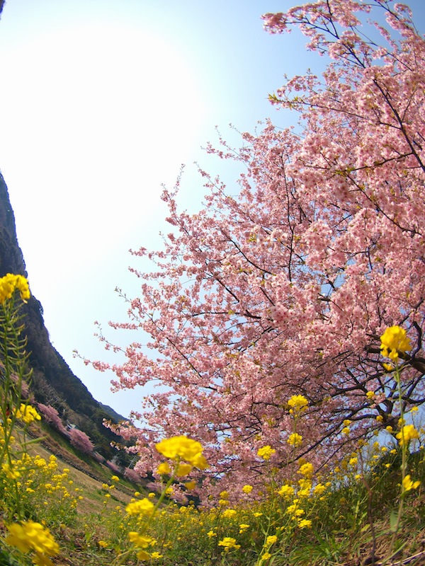 第15回 みなみの桜と菜の花まつり_f0109601_13232560.jpg