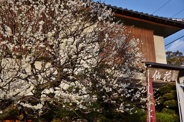 「三日月堂花仙」で白昼夢_a0169902_0263179.jpg