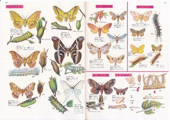 続々々・小学館の学習図鑑シリーズ②「昆虫の図鑑_c0062511_12435645.jpg