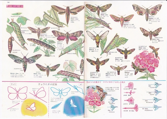 続々々・小学館の学習図鑑シリーズ②「昆虫の図鑑_c0062511_12512783.jpg