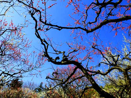 早春の神代植物公園　（３月９日）_a0023315_22454397.jpg