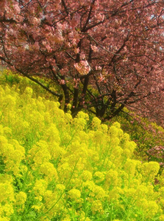 松田山の桜_d0113821_18365666.jpg