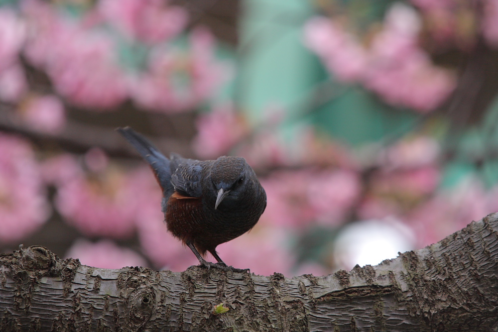 河津桜と磯百舌鳥_c0208924_428403.jpg