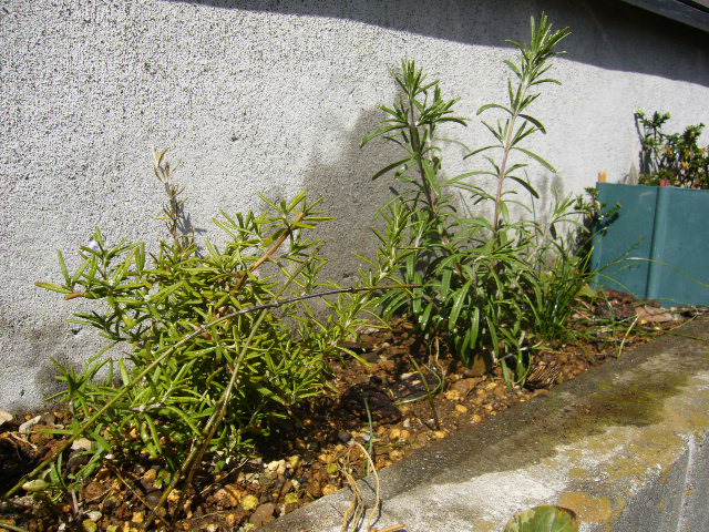 d0000324_1172339.jpg