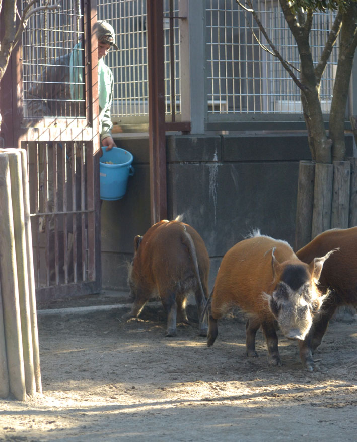 おやつだよ 全員集合 アカカワイノシシ 今日ものんびり動物園