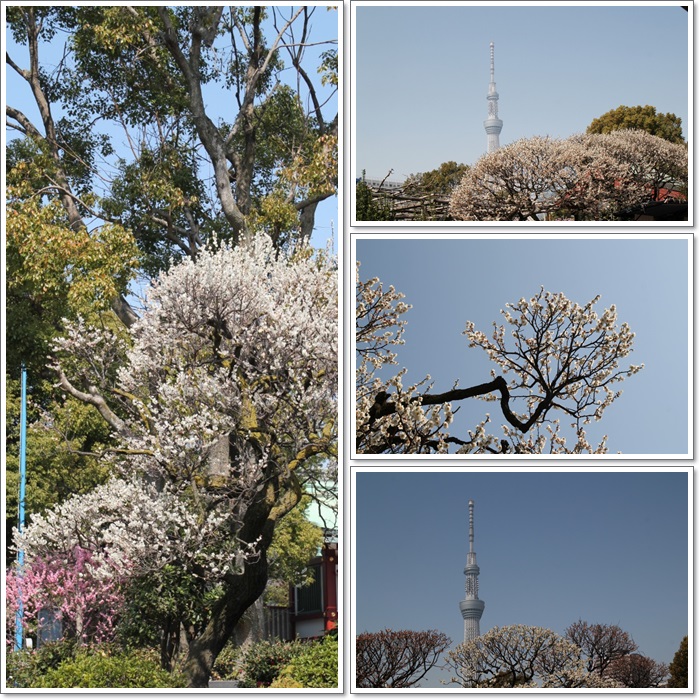 亀戸天神の梅祭り✿✿_e0052135_22103634.jpg