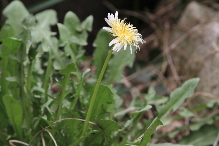 わが坪庭の花^^;;_c0172139_002466.jpg