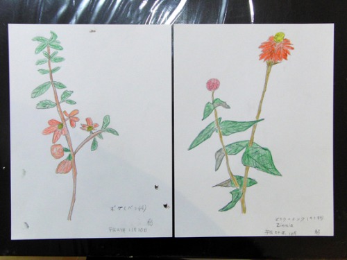 色鉛筆画 ~ O様 植物展 ~_e0222340_15172354.jpg