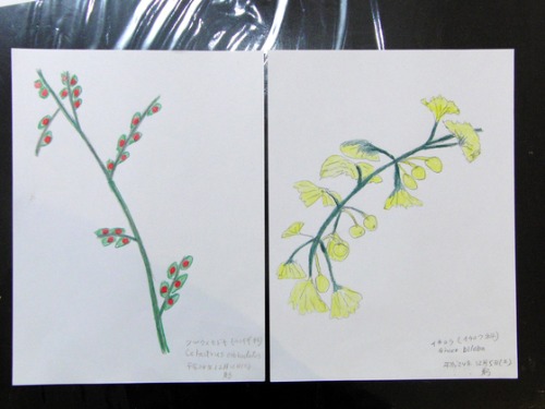 色鉛筆画 ~ O様 植物展 ~_e0222340_1521073.jpg