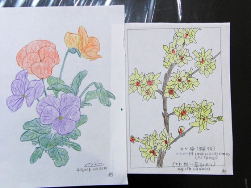 色鉛筆画 ~ O様 植物展 ~_e0222340_1528711.jpg