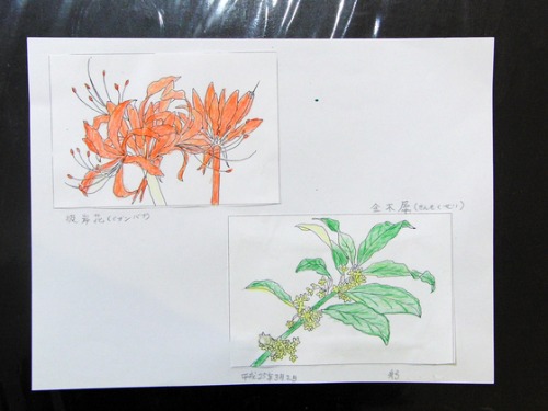色鉛筆画 ~ O様 植物展 ~_e0222340_15301488.jpg