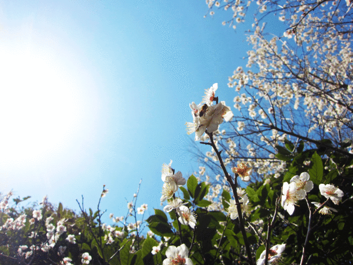 e0040041_1644975.gif