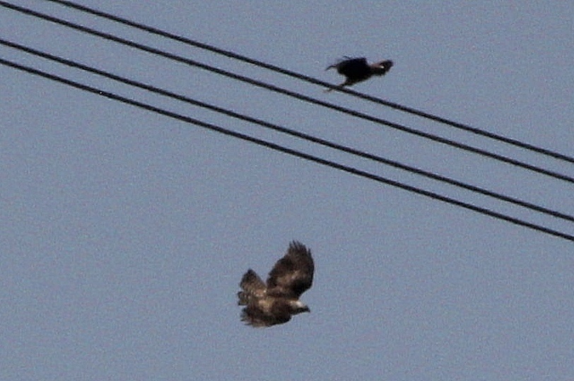 c0269342_20442036.jpg