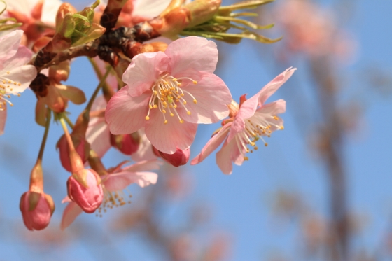 河津桜＆WBC_a0120949_045384.jpg