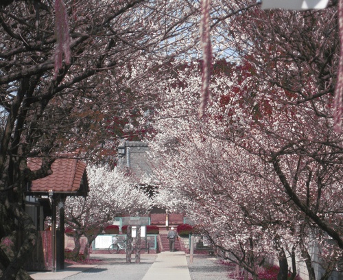 菅原神社の梅もやっと満開_b0115553_17501366.jpg