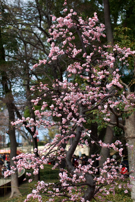 大阪城　梅林_d0226756_5151381.jpg