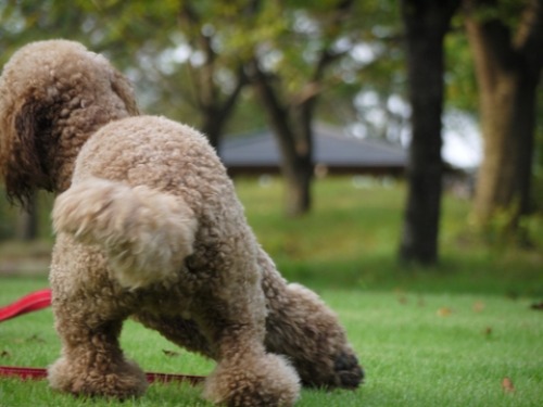 公園で・・・走る犬編_c0283778_19105226.jpg