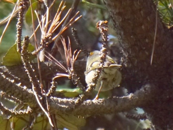 オオジュリン、シジュウカラ幼鳥、キクイタダキ、コゲラ、ノスリ幼鳥_d0088184_1612379.jpg