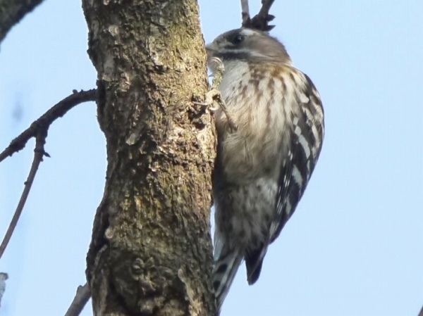 オオジュリン、シジュウカラ幼鳥、キクイタダキ、コゲラ、ノスリ幼鳥_d0088184_1615346.jpg